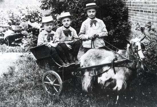 Rond 1900 vermaakten de broers Piet, Cees en Gerrit Stapel uit Aartswoud zich met een bokkenwagen.