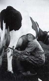 Melktijd bij het boerenechtpaar Jan Kort en Aagje Kort-Van der Welle in Aartswoud 	omstreeks 1945.