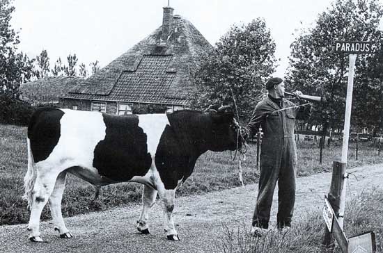 Voor de kunstmatige inseminatie haar intrede deed, schafte een aantal boeren zich gezamenlijk een stier aan om hun koeien te dekken.