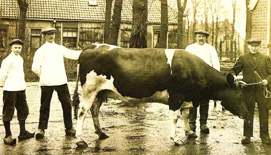Met Pasen liep slager Stam uit Heerhugowaard met zijn beste koe door het dorp.