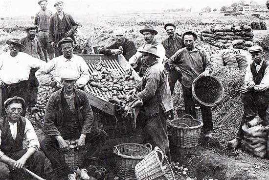 Aardappeloogst in Enkhuizen.