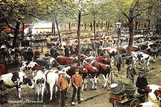 Foto van omstreeks 1930 van de wekelijkse koemarkt op dinsdag in Purmerend.