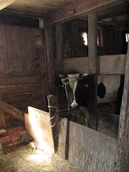 Een stier staat op stal.
