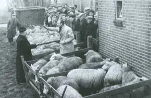 Elk najaar verkocht de pastoor van Zuidermeer de lammeren.