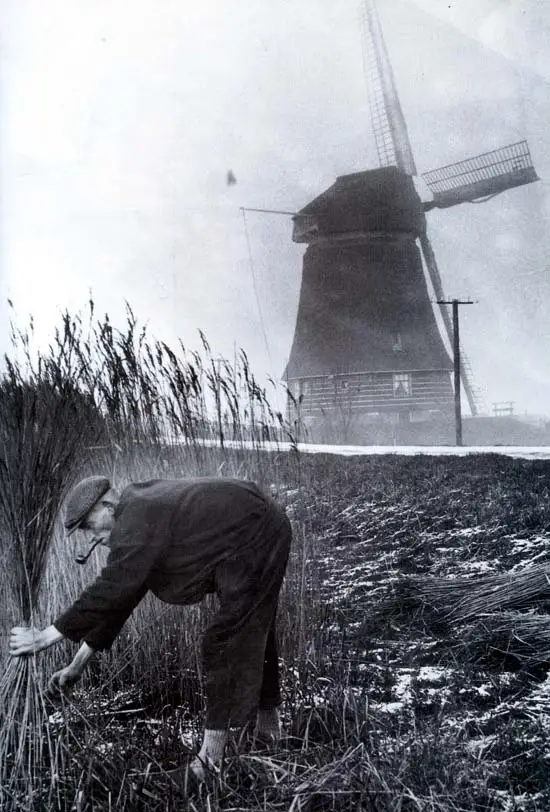 Piet Groen, in 1930 molenaar van De Vier Winden bij Veenhuizen, is bezig riet te snijden.