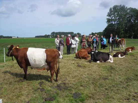 Meindert Nieuweboer geeft uitleg over de koeienrassen.