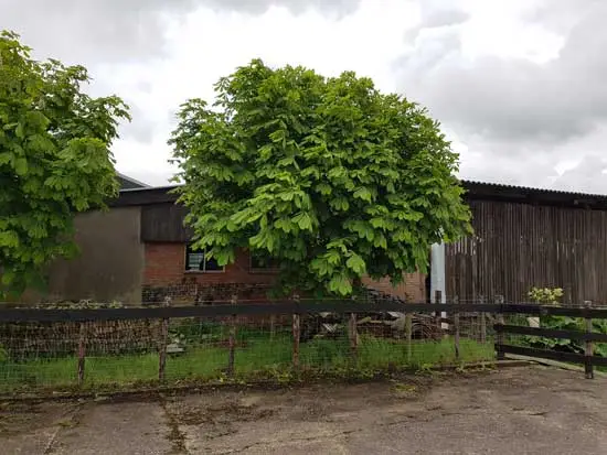 Overzicht van de achterkant met rechts de grote kapberg en links de machineloods.