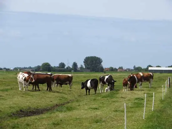 De bijzondere koeien in het land achter het Rundveemuseum.