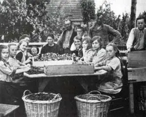 Bollenpellers bij Jan Bakker in Venhuizen.