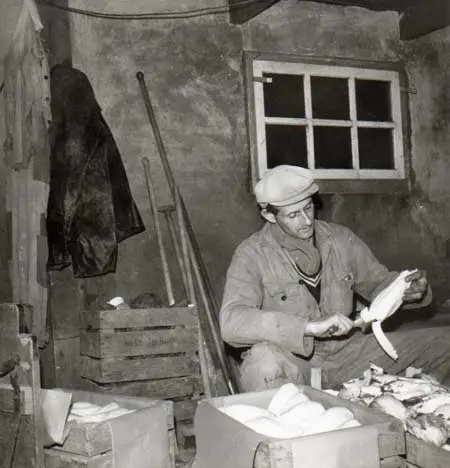 Kees Wijdenes Pzn. maakt witlof klaar in de boet Kluiten 30, 21 maart 1967.