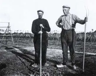 Thijs Koeter (links) en Piet Vos uit Aartswoud onderbraken het dorsen van de bonen even voor de fotograaf.