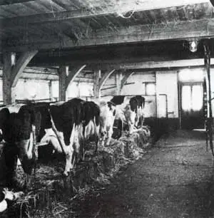 's&nbsp;Winters stonden de koeien van Westfriese boeren in de winterstal in de boerderij.